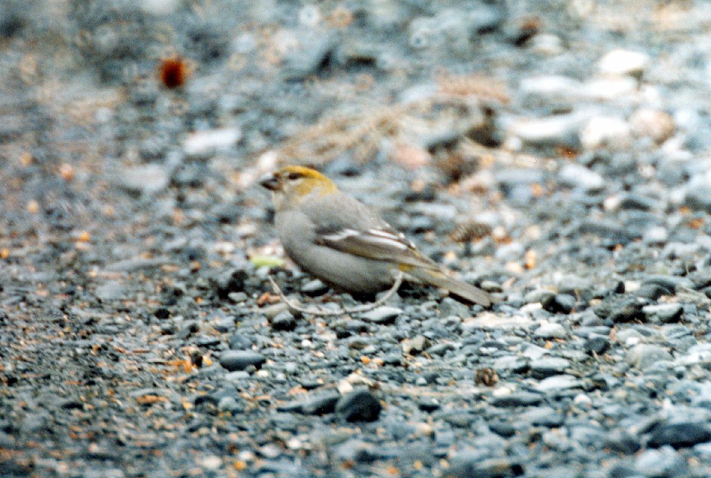 Grosbeak, Pine (f), Valdez, AK, 1999-06, B07P69I01.jpg - Pine Grosbeak